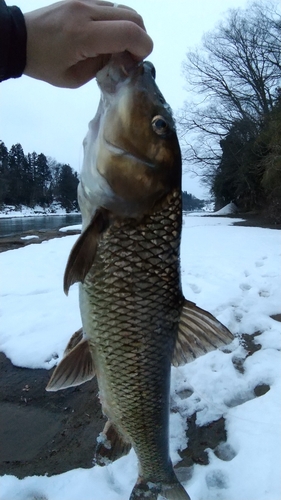 ニゴイの釣果