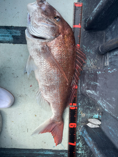 マダイの釣果