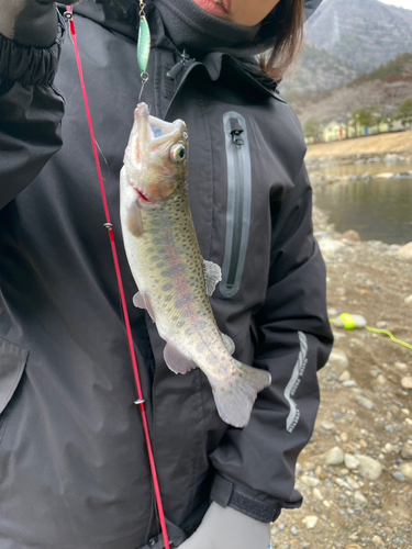 ニジマスの釣果