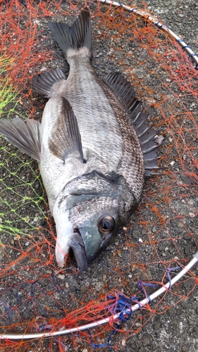 チヌの釣果