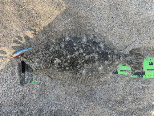 ヒラメの釣果