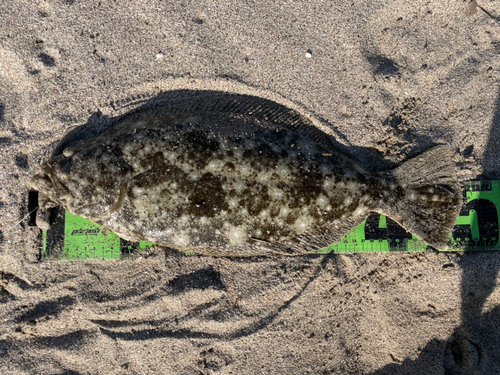 ヒラメの釣果