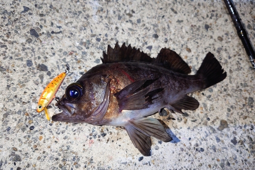 メバルの釣果