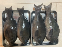 グレの釣果