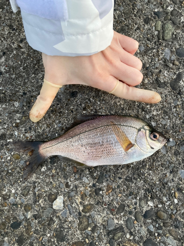 ウミタナゴの釣果