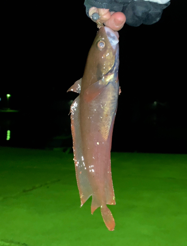 ドンコの釣果