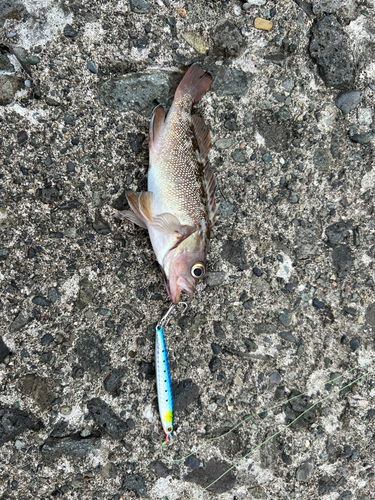 エゾメバルの釣果