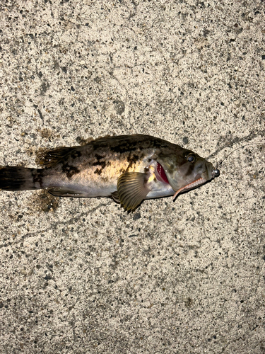 ソイの釣果