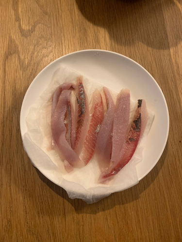 ボラの釣果