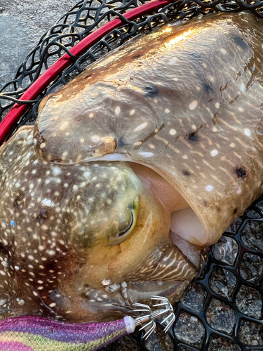 コブシメの釣果