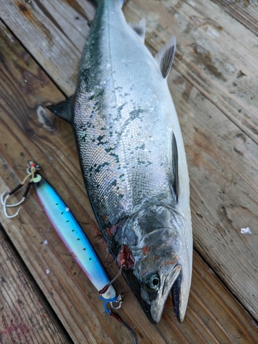 サクラマスの釣果