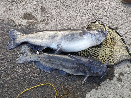 アメリカナマズの釣果