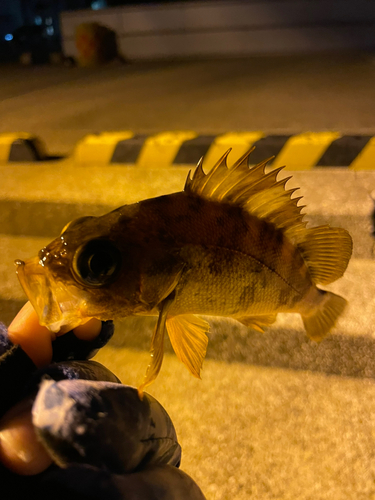 メバルの釣果