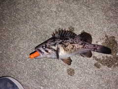 クロソイの釣果