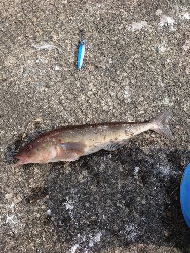 ホッケの釣果