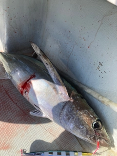 ビンチョウマグロの釣果