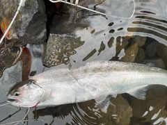 サクラマスの釣果