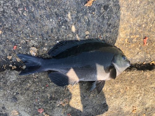 メジナの釣果