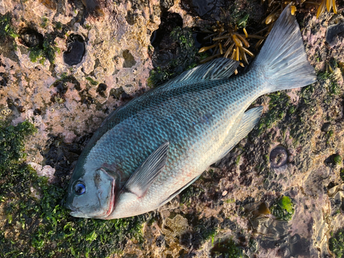 メジナの釣果