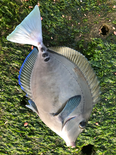 ニザダイの釣果