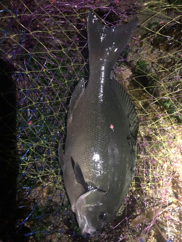 メジナの釣果