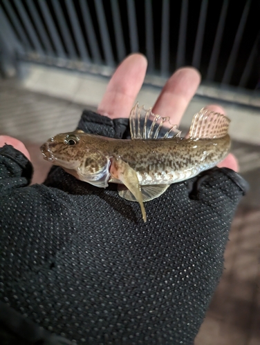 マハゼの釣果