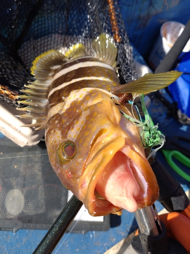 アオハタの釣果