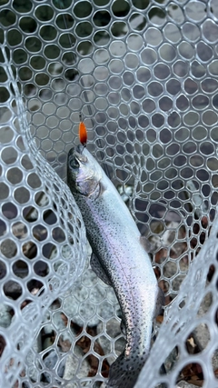 ニジマスの釣果