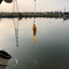 ハゼの釣果