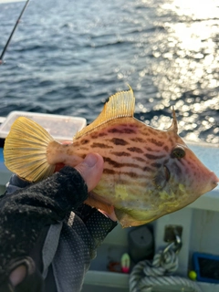 カワハギの釣果