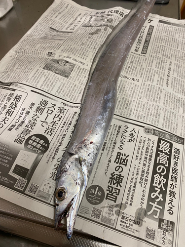 タチウオの釣果