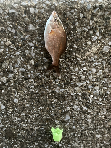 ウミタナゴの釣果