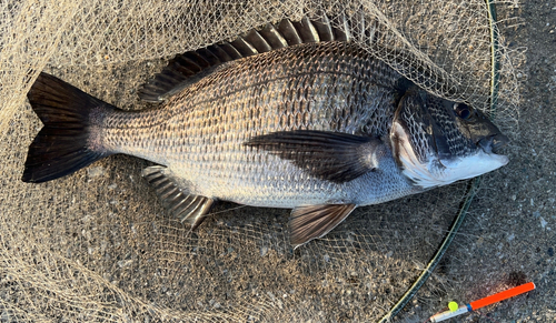 クロダイの釣果