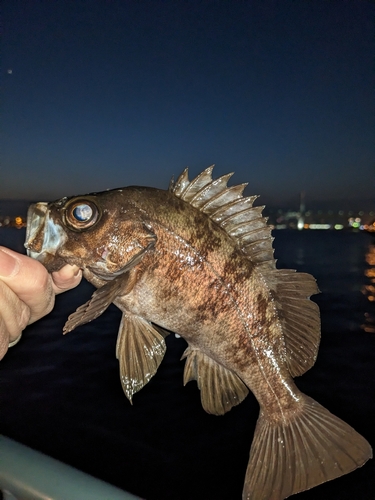 メバルの釣果