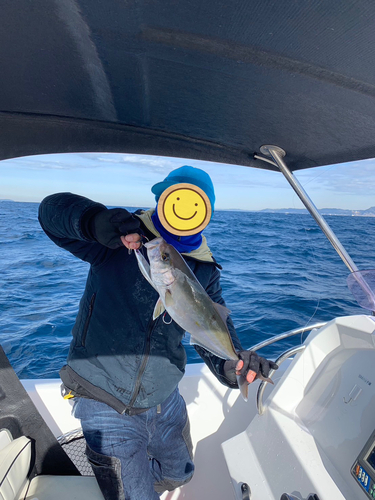 カンパチの釣果