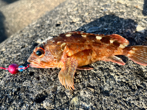 カサゴの釣果