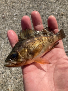 アカメバルの釣果