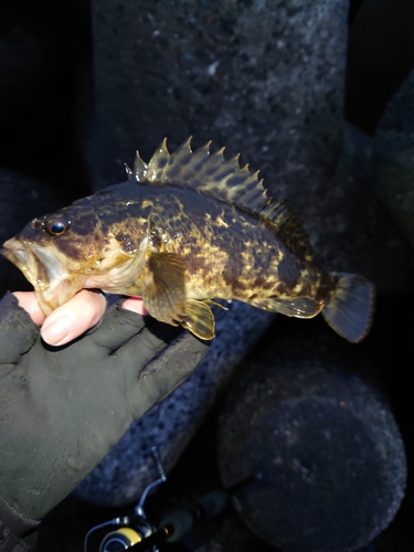 タケノコメバルの釣果