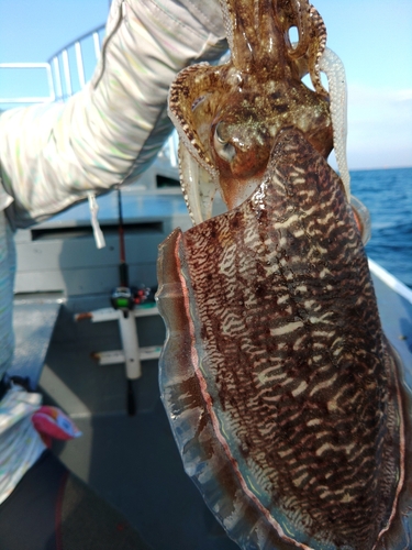 コウイカの釣果