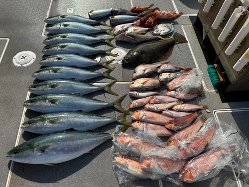 ワラサの釣果