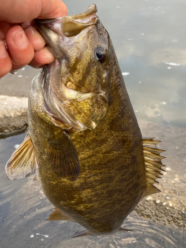 スモールマウスバスの釣果