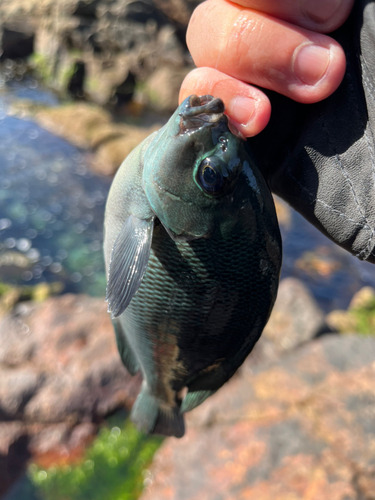 メジナの釣果