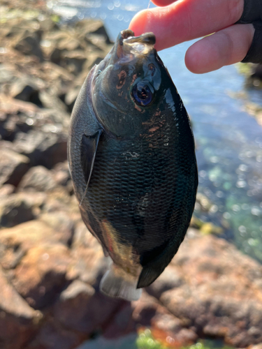 メジナの釣果