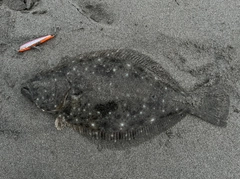 ヒラメの釣果