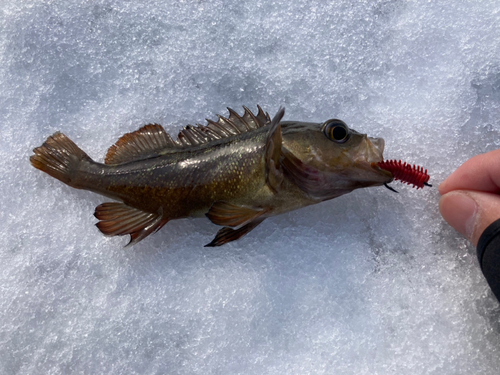 エゾメバルの釣果