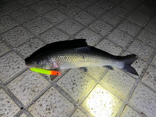 ニゴイの釣果