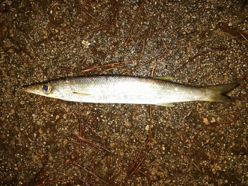 カマスの釣果