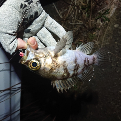 メバルの釣果