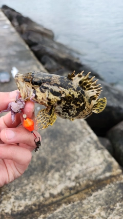 タケノコメバルの釣果