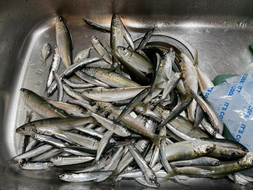 イワシの釣果